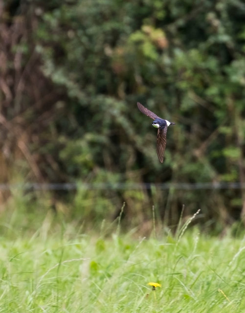 House Martin