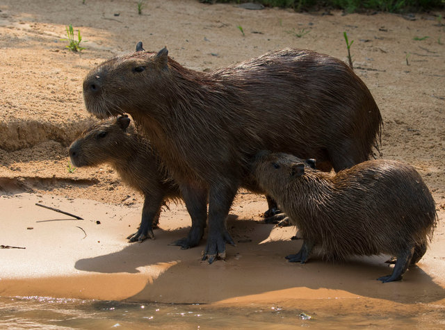 Capybara