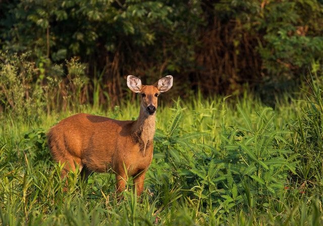 Marsh Deer
