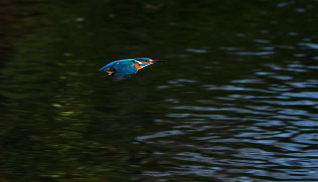 Kingfisher