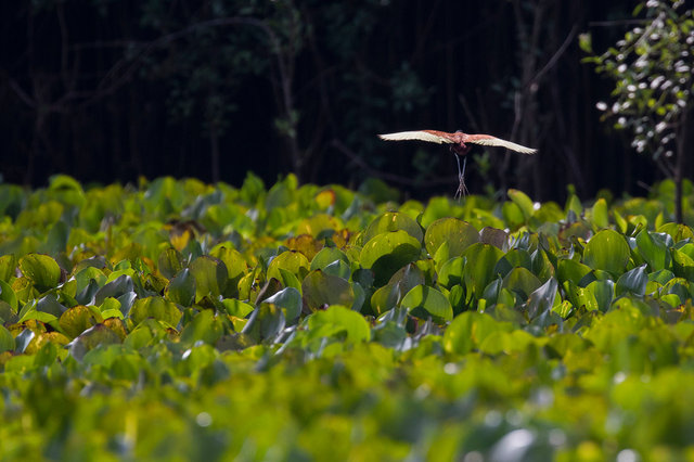 Wattled Jacana