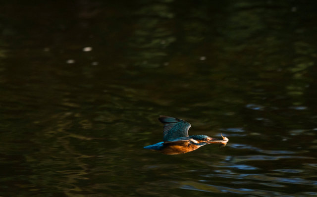 Kingfisher with fish