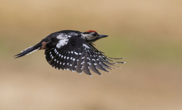 Great spotted woodpecker