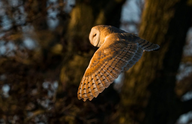 Barn Owl