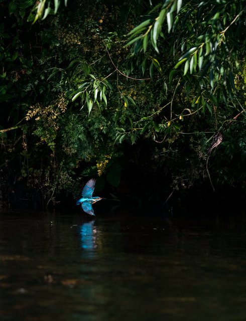 Kingfisher