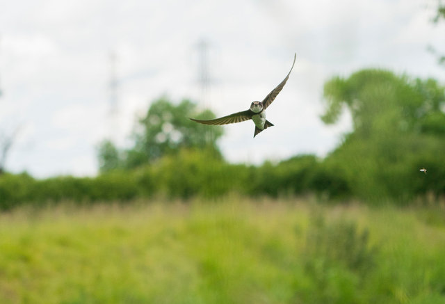 Sand Martin