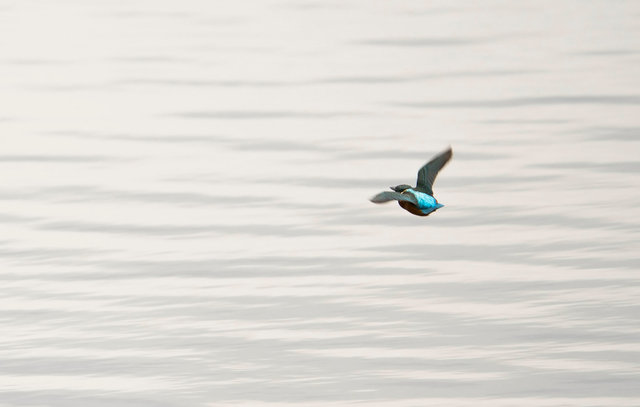 Kingfisher