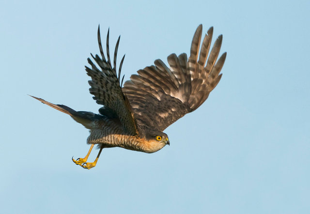 Sparrowhawk