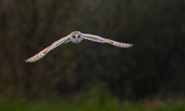 Barn Owl