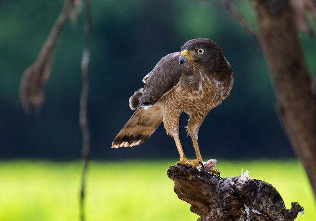Roadside Hawk