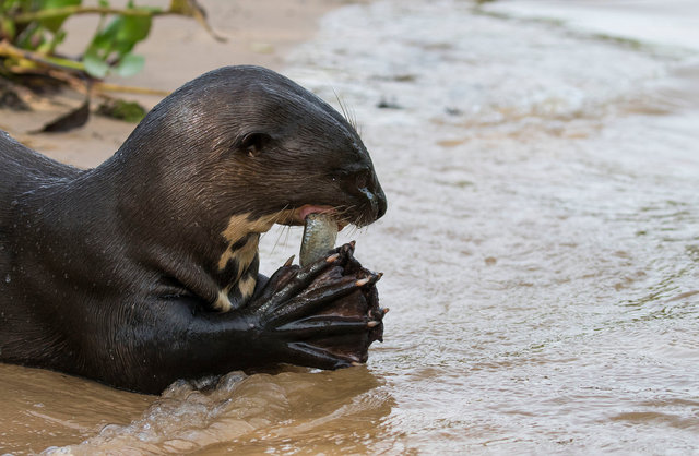 Giant River Otter