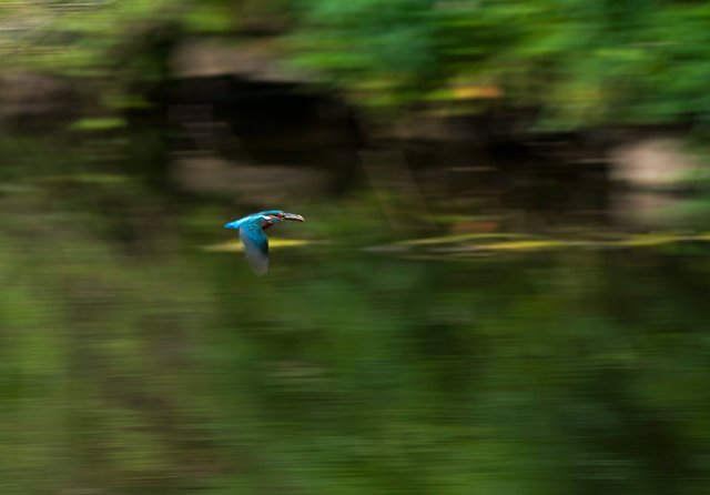 Kingfisher with fish