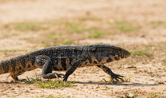 Common Tegu Lizard