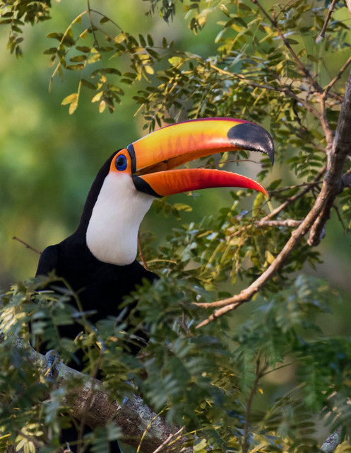 Toco Toucan
