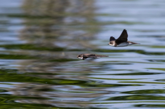 Sand Martins
