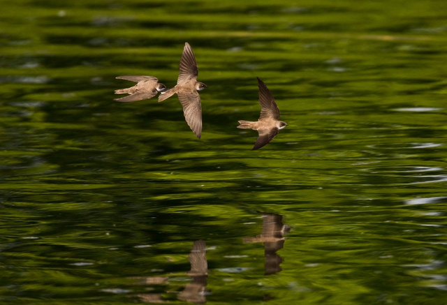 Sand Martins