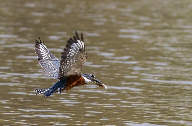 Ringed Kingfisher