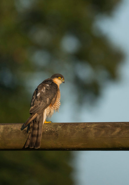 Sparrowhawk