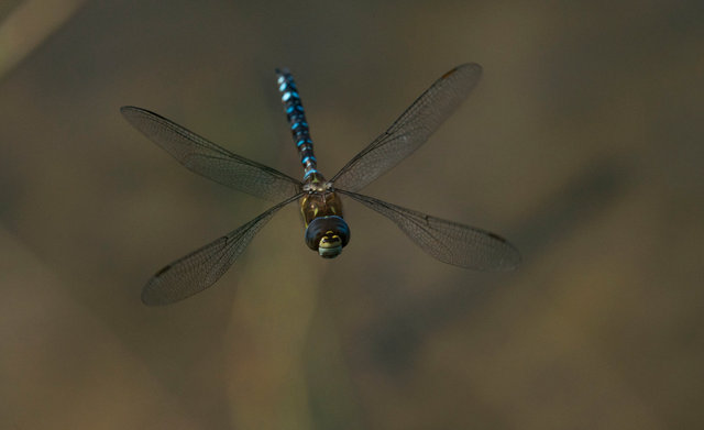 Southern hawker dragonfly