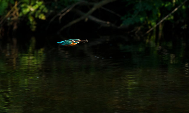 Kingfisher with fish