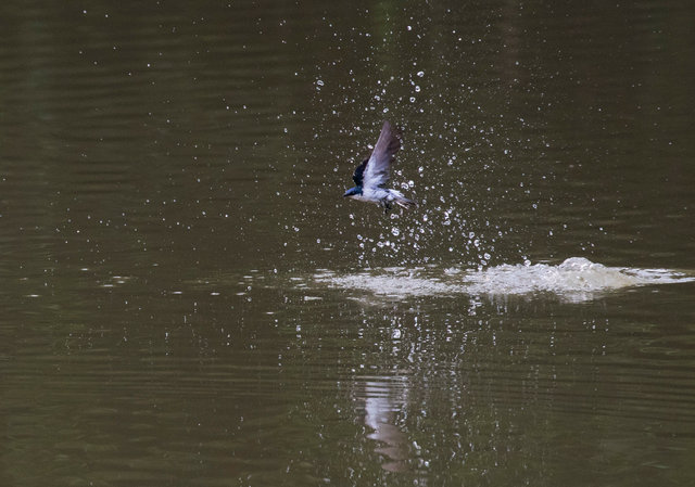 White-winged Swallow
