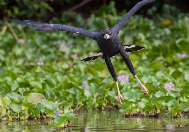 Great Black Hawk