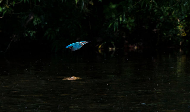 Kingfisher