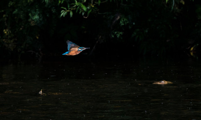 Kingfisher