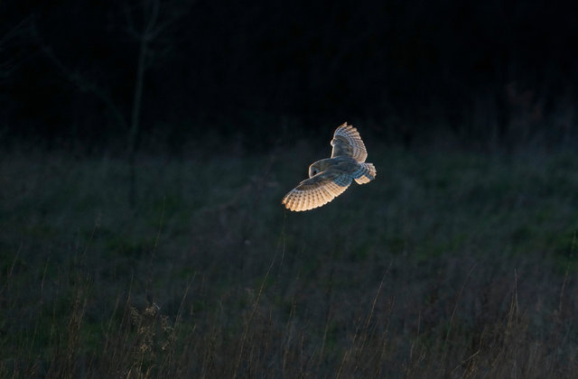 Barn Owl