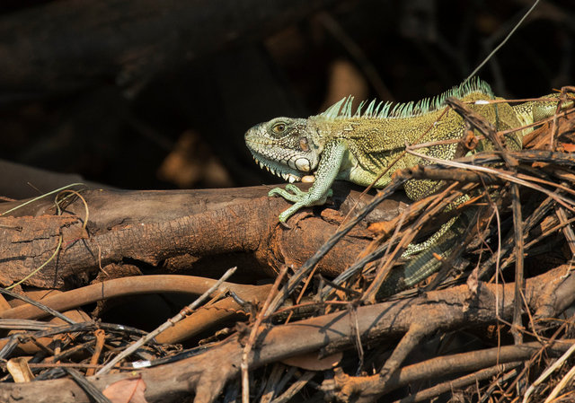 Green Iguana