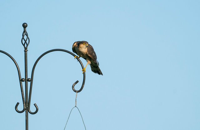 Sparrowhawk
