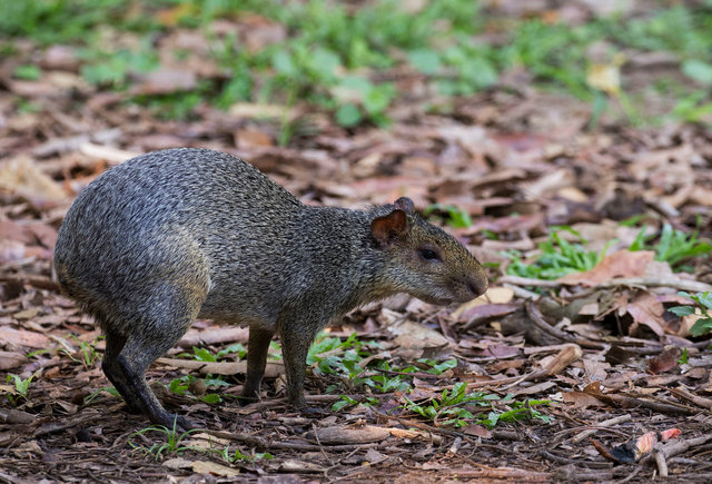 Agouti