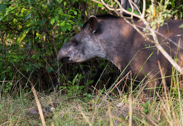Brazilian Tapir