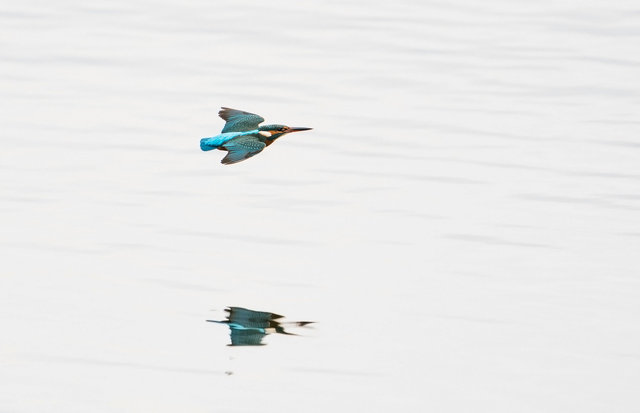 Kingfisher