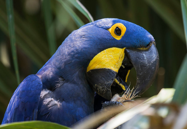 Hyacinth Macaw