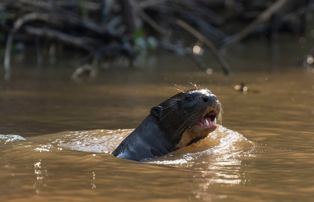 Giant River Otter