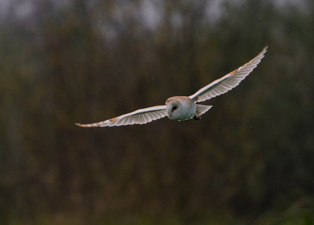 Barn Owl