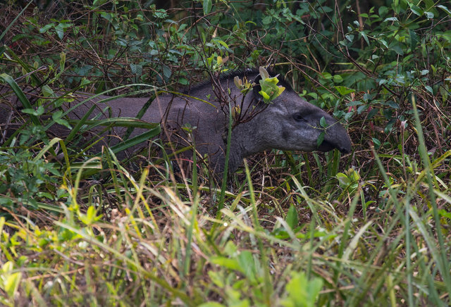 Brazilian Tapir