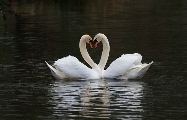 Swans