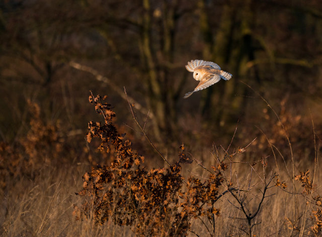 Barn Owl