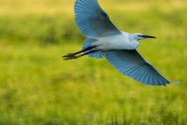 Little egret