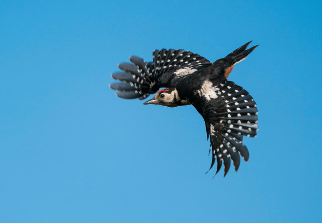 Great spotted woodpecker