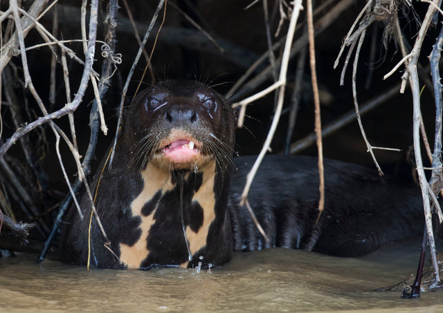Giant River Otter