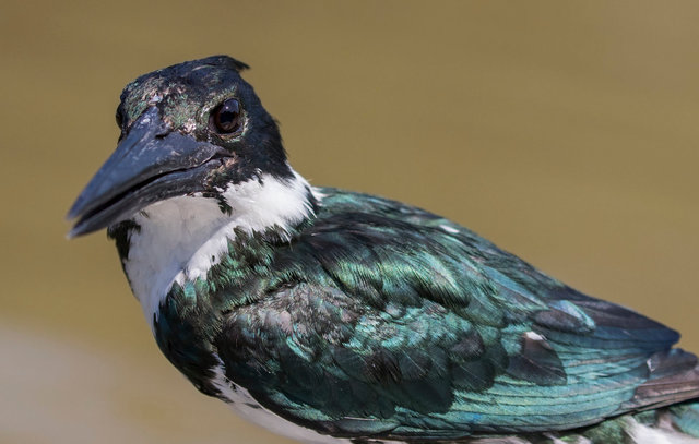 Amazon Kingfisher