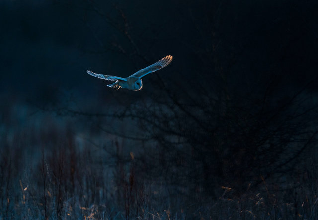 Barn Owl