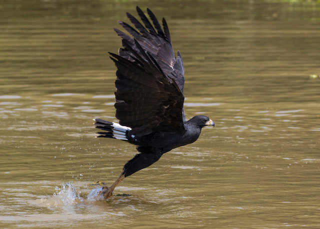 Great Black Hawk