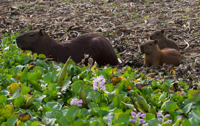 Capybara