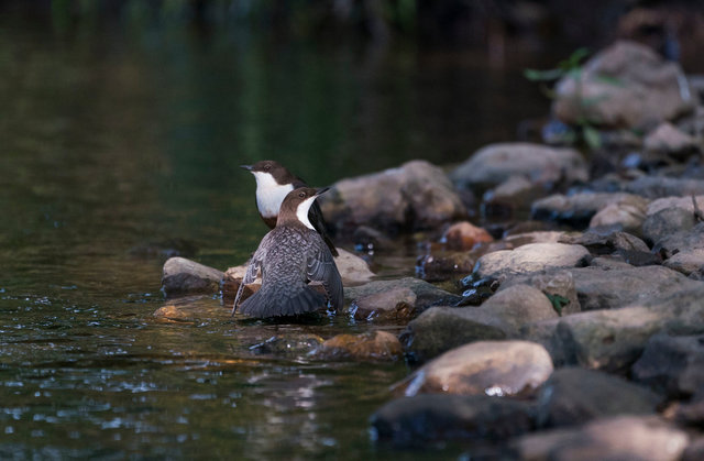 Dippers