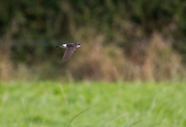 House Martin
