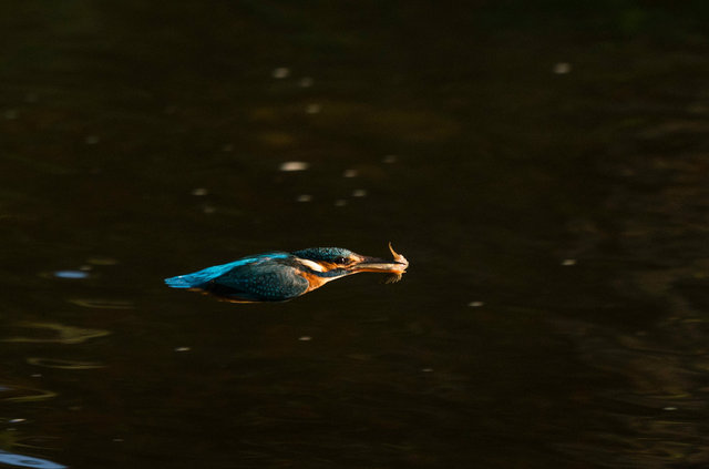 Kingfisher with fish